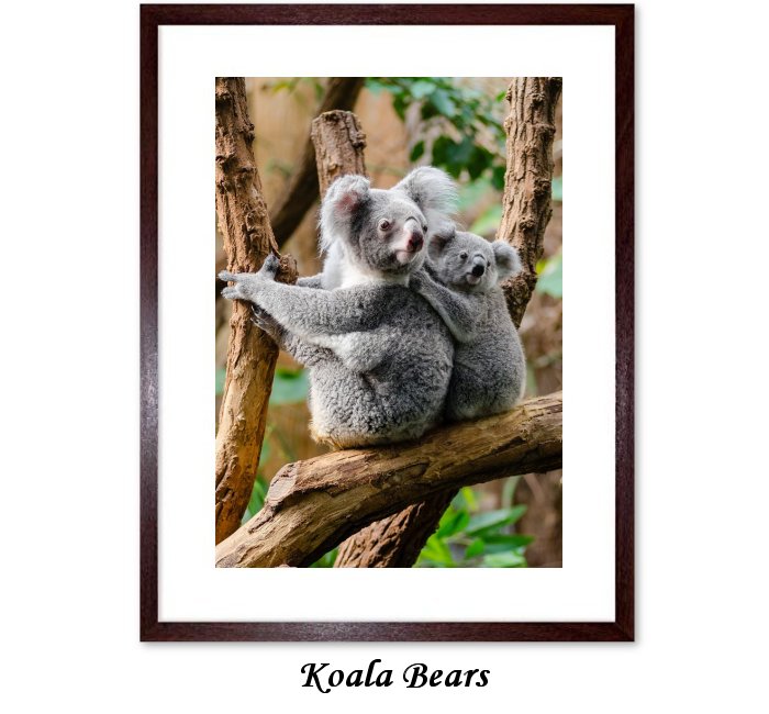 Koala Marsupial Herbivore Arboreal Wildlife